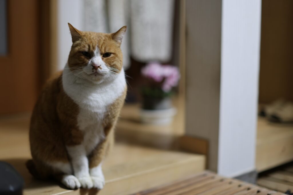 郡山・仙台にある住宅リペア専門のプロ集団|株式会社IKEDA ペットキズ犯人イメージ画像