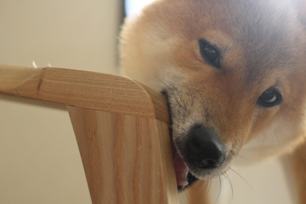 郡山・仙台にある住宅リペア専門のプロ集団|株式会社IKEDA 犬かじりイメージ画像