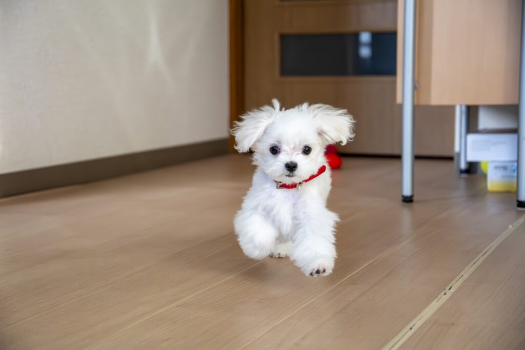 郡山・仙台にある住宅リペア専門のプロ集団|株式会社IKEDA 床鳴り紹介まとめイメージ画像