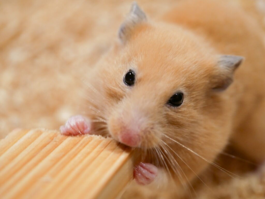 郡山・仙台にある住宅リペア専門のプロ集団｜株式会社IKEDA　ペットキズイメージ画像